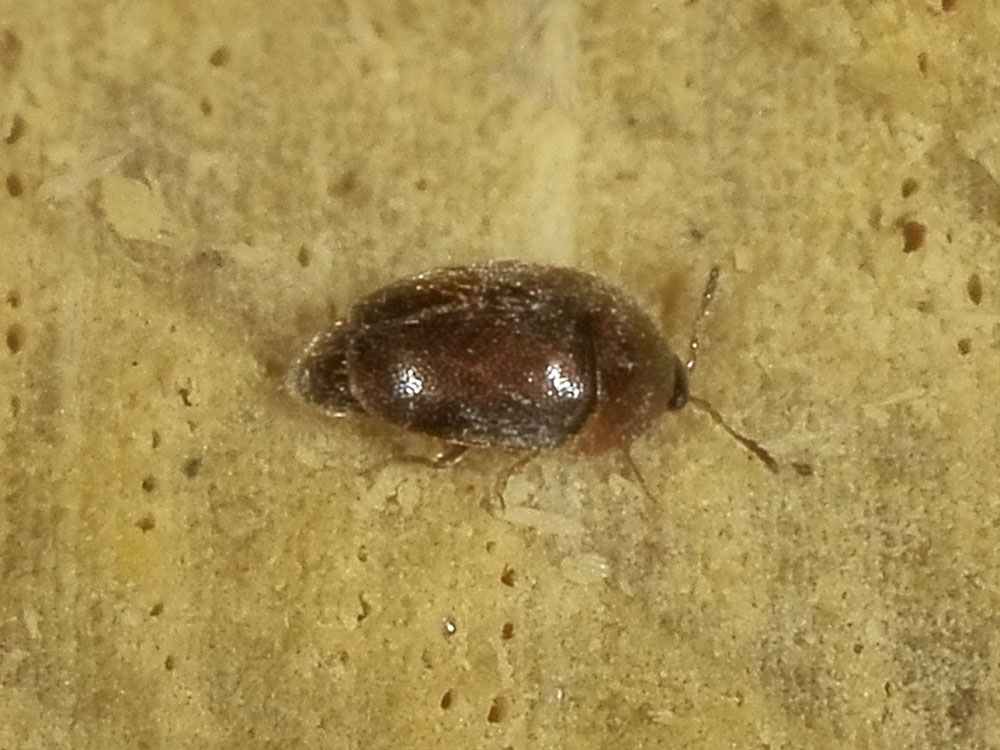 Sericoderus, Rhypobius, ...? (Corylophidae)